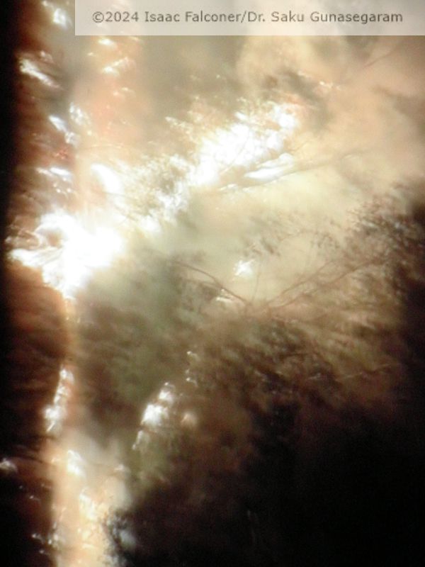 copyright 2024